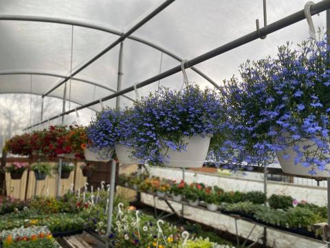 Becky's Flower Basket In Falmouth, Kentucky