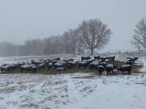Cattle at the P&H Farms in Lyon, Crittenden and Caldwell counties operated by Phillip and Natalie Parish.