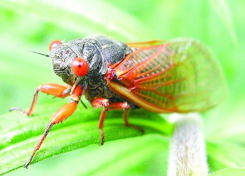 cicada