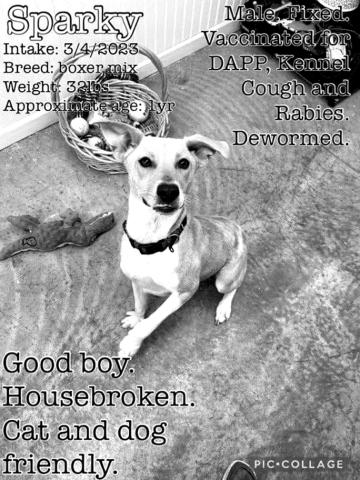 Sparky is a great dog who just wants a forever home. Housebroken and dog and cat friendly… what more do you want? 
