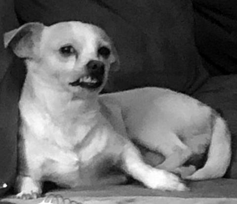 While his owners do not feel he is an ugly dog, Cosmo, pictured, can compromise his looks at times--or maybe his lips and teeth work against him. Either way, he is loved, even in his uglier moments.
