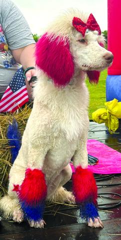This poodle was the highlight of Fry’s Party  Essentials float, and she knew it.