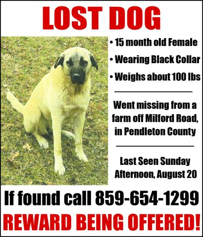 Missing Dog! Reward Offered