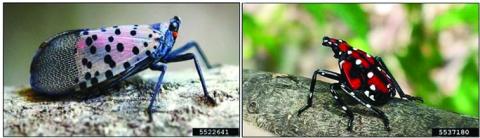 Nymphs, pictured on the right, resemble a cross between a beetle and a ladybug. Nymphs can be red, as is pictured, or black with similar detail. The adult spotted lanternfly is pictured on the left. Its wings in this photo are folded. All photos are from the Pennsylvania Department of Agriculture.