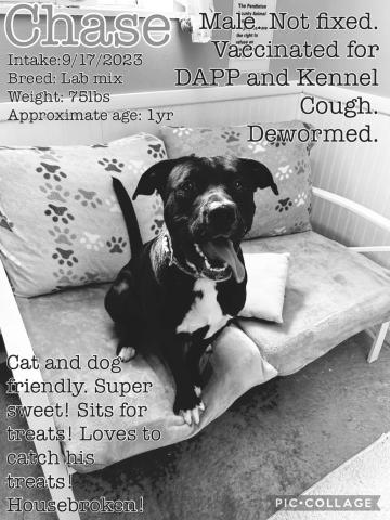 Chase is an amazing dog and we don’t know why he hasn’t been adopted. He’s super sweet and very smart. Potty trained and ready for his forever home.