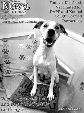 Nova: Pendleton County Animal Shelter, 1314 Bryan Griffin Rd, Butler, KY 41006. Please call (859) 472-5400 for more information on adoptions.