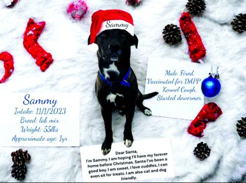 Sammy is such a love bug and he is so sweet. He listens to the staff and wants to please everyone. Give this baby a chance a chance and you will not disappointed.