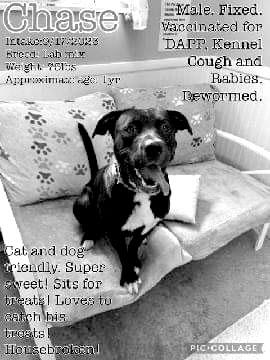 Chase is up for adoption at the Pendleton Co. Animal Shelter