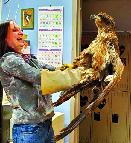Broadbent Wildlife Sanctuary rehabilitation specialist Christy Hurt examines the eagle that was rescued from Reservoir Hill in Falmouth. The injured bird was first spotted by passers-by a week ago, but by the time it was finally able to be rescued, it was too starved, dehydrated and hurt to survive. Photos courtesy Pendleton County Animal Control Officer John Bloomfield