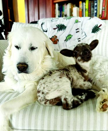 Kix, the lamb, snuggles with her foster mother, Allie, a Great Pyrenees, at BlackSheep Farmstead, Falmouth. When his mother rejected him, Kix inserted himself into Allie’s litter of six puppies, nursing alongside his canine brothers and sisters. Photos courtesy BlackSheep Farmstead.