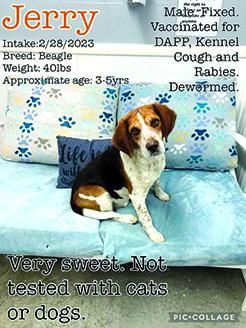 Jerry is sad at the shelter and needs an owner who will love him.