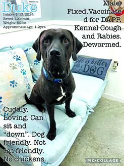 Duke is a big baby. He deserves someone to give him a chance. Photos courtesy of the Pendleton County Animal Shelter