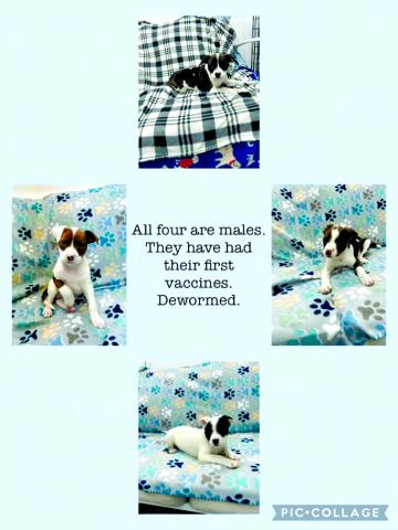 New boy puppies ready for adoption