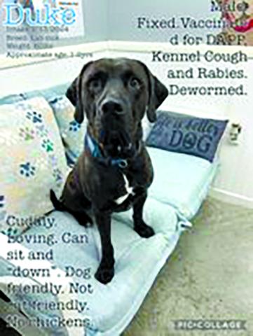 Duke is a young lab mix who just wants to please. He’s very cuddly and listens to simple commands.