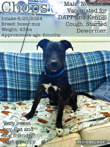 Chops, a boxer mix, about 6 months old.