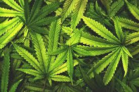 Medical marijuana coming to Falmouth?