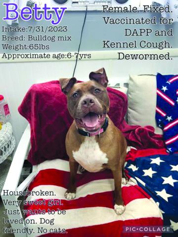 Betty, approx 6-7 years, a bulldog mix