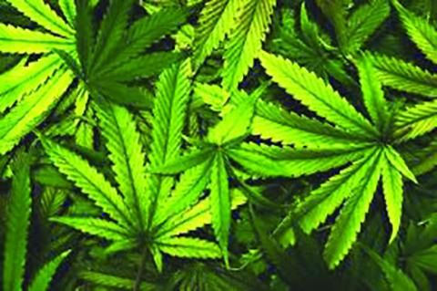 Measures taken for cannabis dispensary