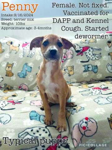 Penny for your thoughts? This baby is your typical puppy who loves to play and wants to be loved.