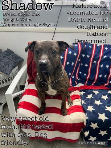 Shadow is a senior, but the sweetest guy. He is potty trained and all he wants to do is please his family.