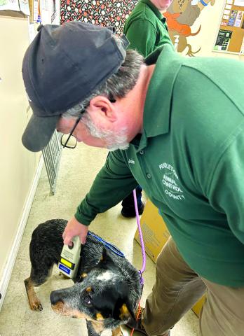 Animal Control Officer checks for a microchip on a stray dog brought to the shelter.