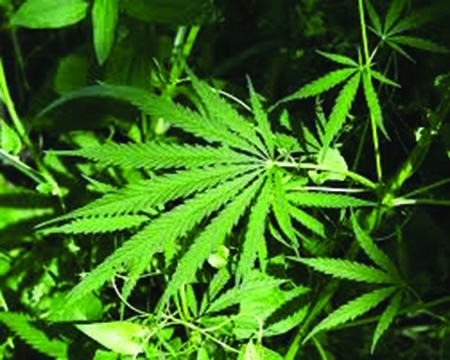Medical cannabis license lottery applicants chosen.
