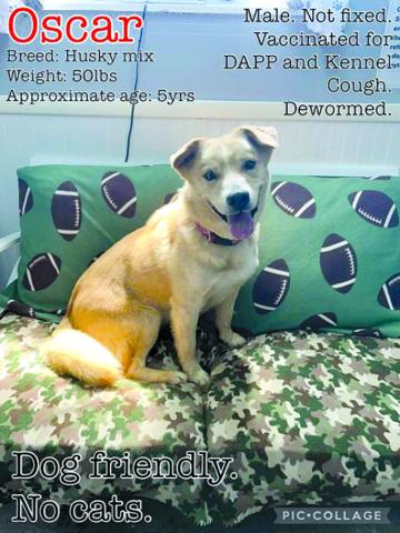 Oscar is just a happy guy. He’s a Husky mix so if you know the breed, you know their antics. But he’s super sweet and just needs a good home.