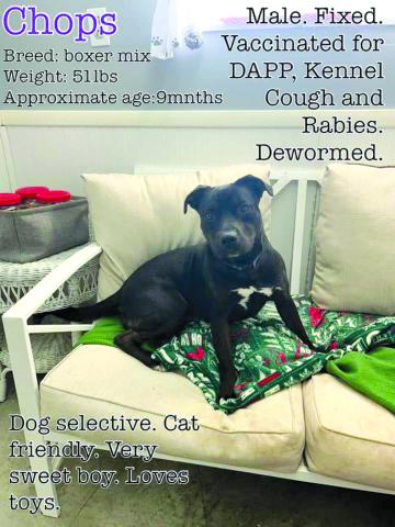 A study on “black dog syndrome” shows that black dogs wait up to four times as long on average to be adopted than light or colored dogs. “This doesn’t make any sense as Chops is a true sweetheart and is very playful,” according to the shelter.