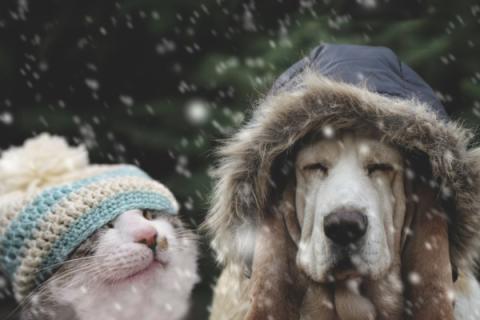 Pay attention to pets during arctic blast