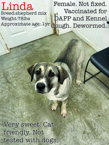 Linda is a low-key, all-around wonderful dog. She is such a great dog and is potty trained. She never hardly barks and keeps her kennel neat.