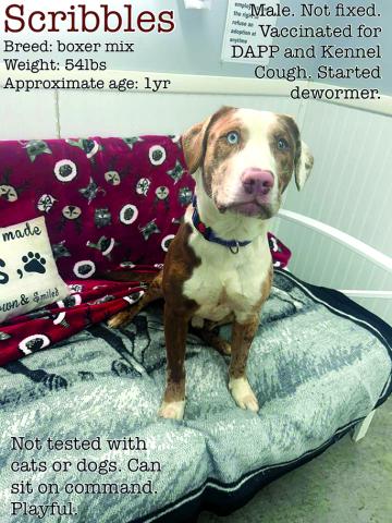 Scribbles loves treats and listens to commands. He’s such a good boy who just wants to be loved.