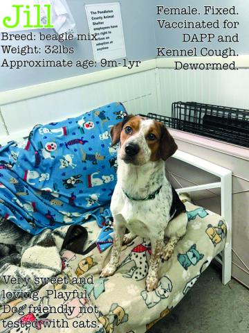 Jill should not still be at the shelter and we don’t know why she is. She’s a sweet girl and just loves toys.