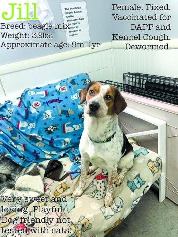 “Someone come get this sweet baby. She doesn’t deserve to be in the shelter.”