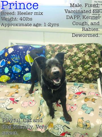The shelter says, “Prince is just a very playful boy. He plays with other dogs and loves toys.” A heeler mix, Prince weighs 40 pounds and is 1 to 2 years old.
