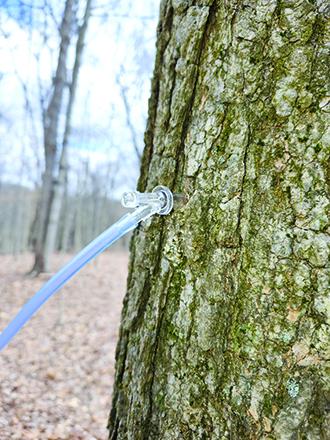 A tap and tubing is seen from one of the Faith Acres Farm maple trees.