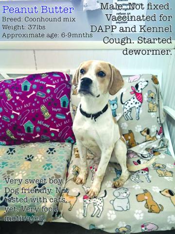 Who’s looking for a big fella? At only 3 to 4 months old and this big already, Victor’s going to be HUGE. He’s a sweet puppy, food-motivated, and available for adoption at the Pendleton County Animal Shelter.