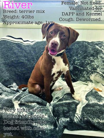River is a sweet girl and just was spayed recently. She is just a great dog and would be awesome in a family setting. River just had her cherry eyes fixed so she looks fabulous and just so happy now. River is a sweet gal and loves people. 
