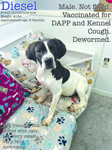 Diesel is a sweetheart and ready for his forever home. Someone come give him a chance.