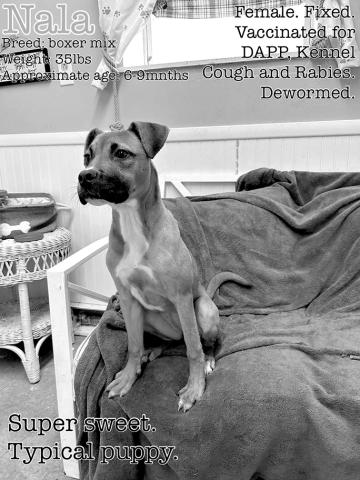 Nala is a sweet, sweet girl and full of puppy love. Someone come adopt this girl.