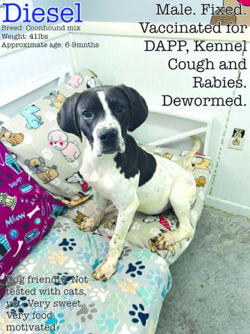 Diesel is a good boy. His friend that he came in with was adopted but Diesel hasn’t yet. Please, someone give this sweet boy a chance.