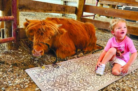 Annabelle Hinkel, 3, of Erlanger, visits with one of the coos at Hilltop Highland Cattle Farm.