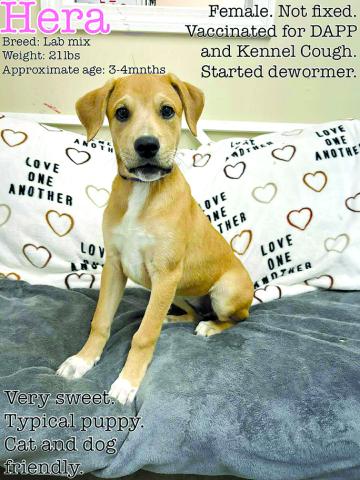 Hera is just a baby and just needs some attention and time. Come meet this baby and fall in love.
