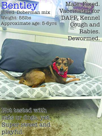 Bentley is a lover boy. He loves unconditional and would make any household a great pet.