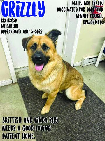Grizzly needs a home who is patient enough to work with him.