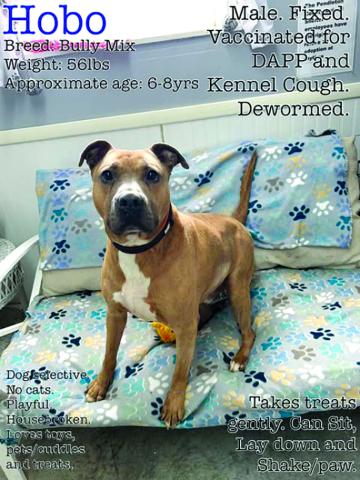 Hobo is a longtime resident who deserves a place to be spoiled and loved. He’s a great dog who loves toys and to romp around and play.