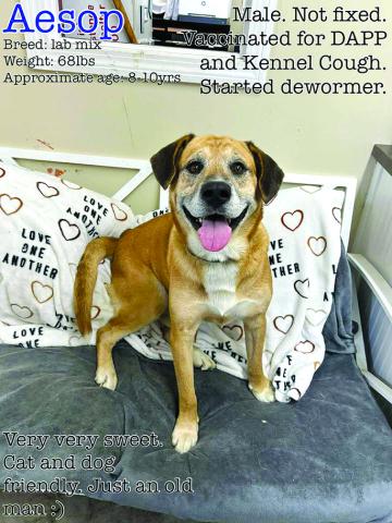 “I’m just an old guy looking to live out what time I have left. I’m really no trouble, I like to lie around and give snuggles. My temperament is the best too.”