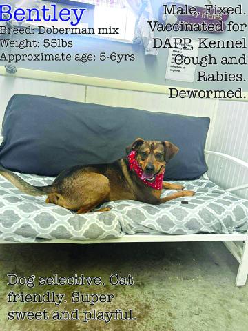 “We’re not sure why he’s still in the shelter. He’s the sweetest baby and just wants to please,” the shelter states of Bentley.