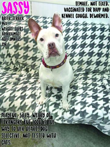 Sassy is a sweetie and would love to have her own home.