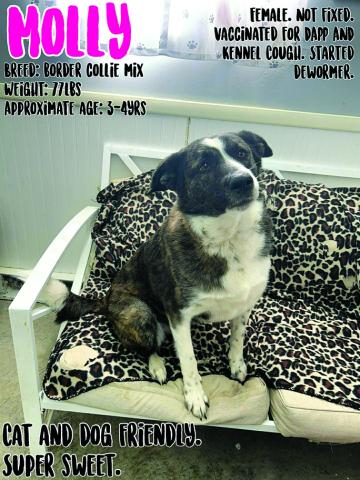 Holly is a sweetheart. She is fixed now and she is just a quiet girl or just needs a good family to love her