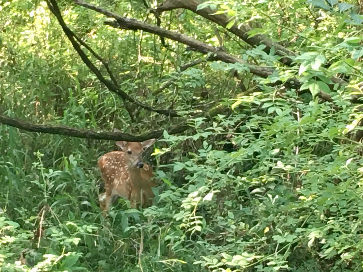 Fawn hiding out in the tall grass along the Sharp trail